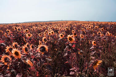 Rhosilli, 2021